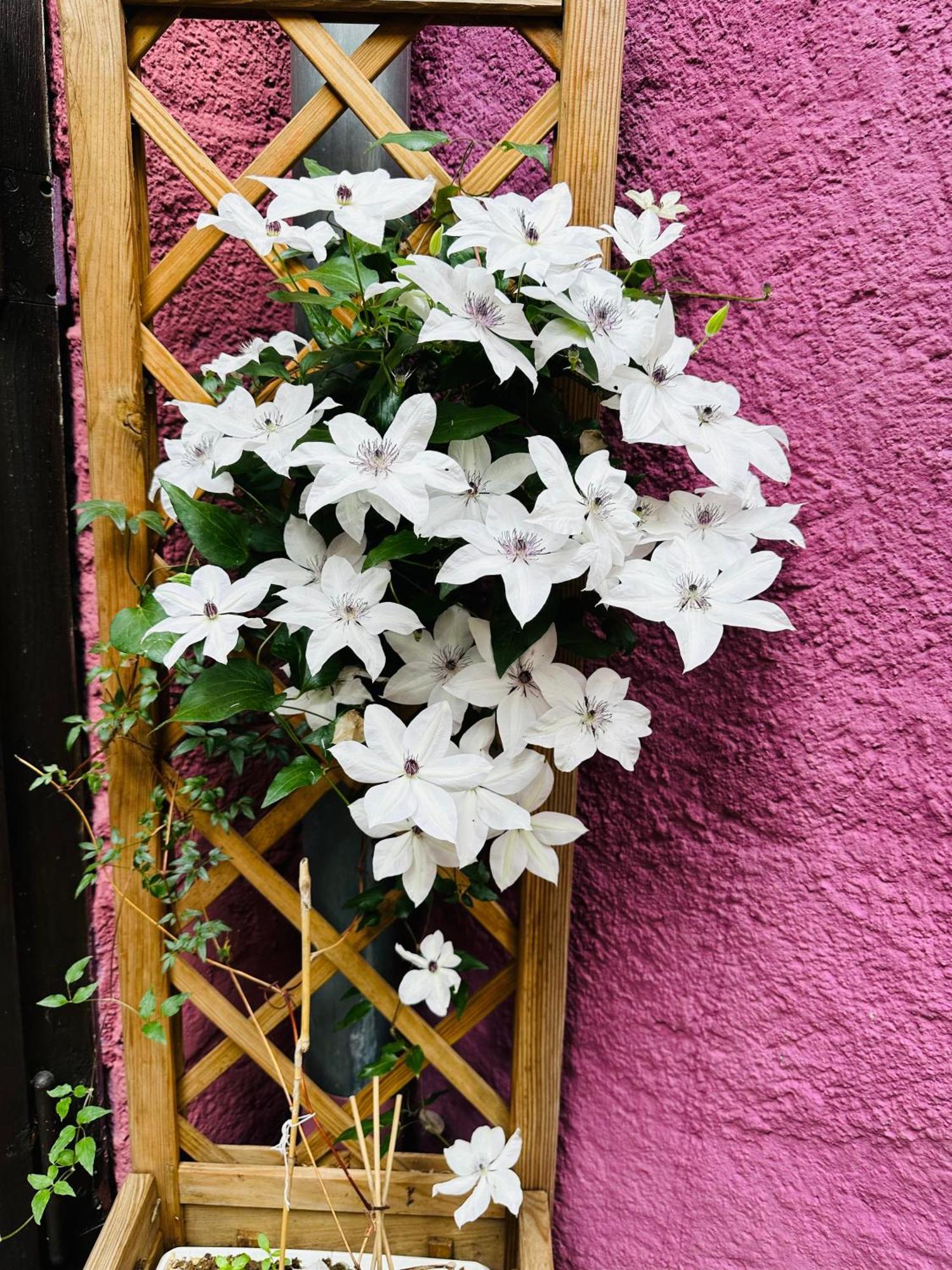 Auberge Le Meisenberg Châtenois Екстериор снимка
