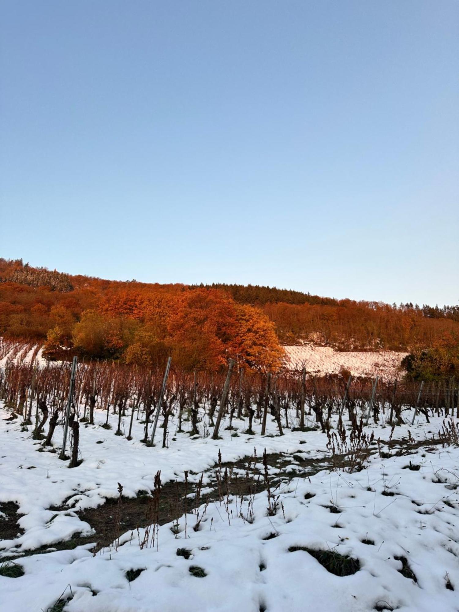 Auberge Le Meisenberg Châtenois Екстериор снимка
